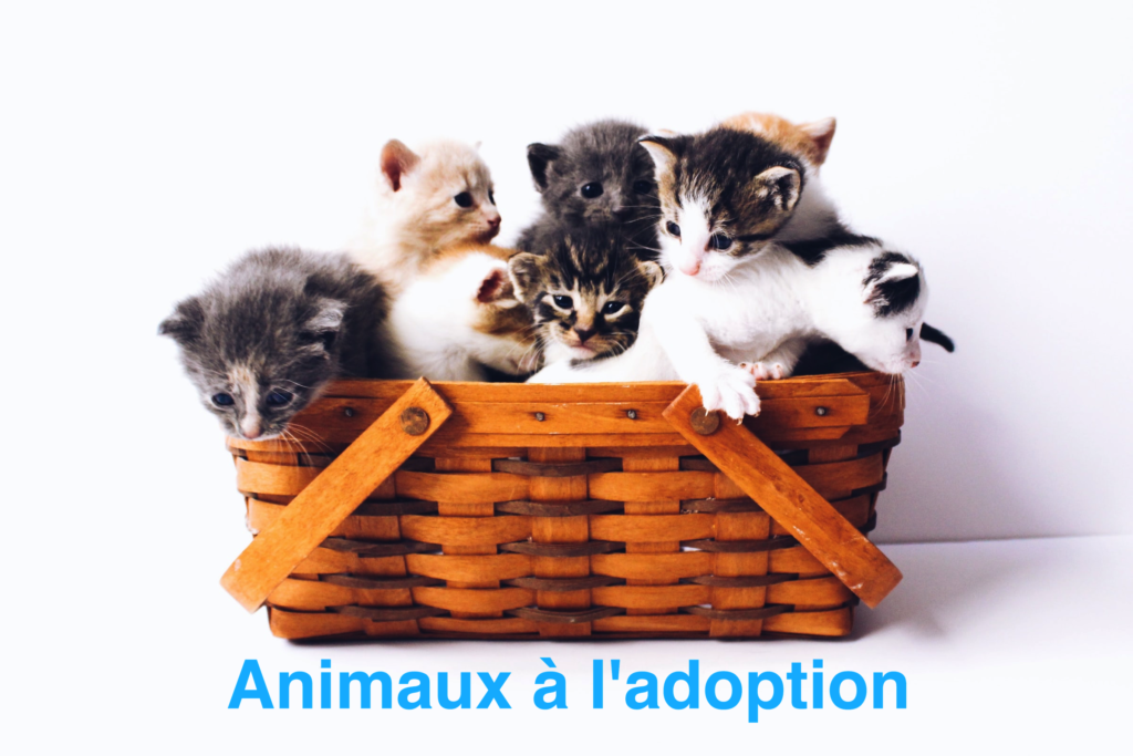 Animaux à l'adoption